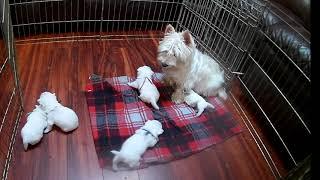 West Highland White Terrier Robin's pups 2 Wks Old