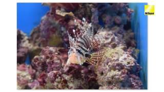 Advanced photography - Shooting marine life in aquariums (DSLR tips & tricks)