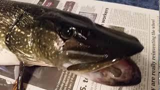 Brap Challenge: Minnesota Northern Pike Going Brap Brap Braaap!!!