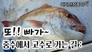 [4K] 2024년 제주 타이라바 두번째 빠가, 참돔 잡는 바다선장중이, 타이라바 맛집!, 나만 따라와 도시어부, - JEJU tairubber fishing.