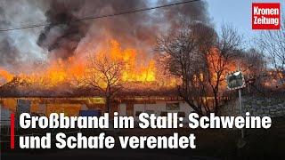 Großbrand im Stall: Schweine und Schafe verendet | krone.tv NEWS