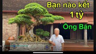 Ông kình yên Dũng Bắc Giang báo giá mấy tác phẩm bon sai ông đang cần bán!