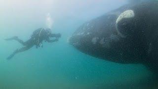 Approached by Southern Right Whales in Patagonia