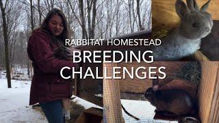 Breeding Silver Fox Meat Rabbit | Breeding Challenges