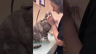 How we do “express deshedding” for scottish fold at PAWADISE SPA. 