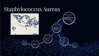 Gram Positive  Cocci( staphylococcus  aureus)