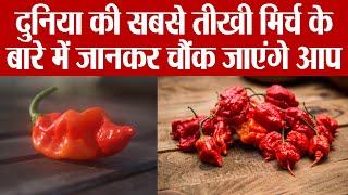 दुनिया की सबसे तीखी मिर्च के बारे में जानकर रह जाएंगे हैरान | World Hottest Chilli | Boldsky