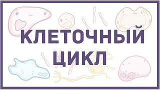 Клеточный цикл - биология клетки