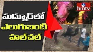 Bear Hulchal in Madnur | Kamareddy District | hmtv