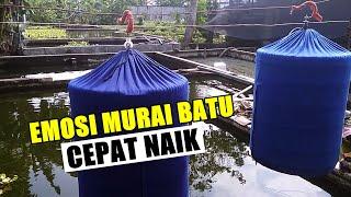 Cara Mudah MENAIKKAN EMOSI Burung MURAI BATU