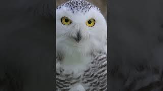 Snowy owls are North America's heaviest owls. #owls #snowyowls #animalshorts #bird