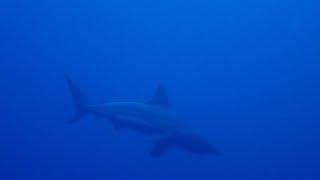 Deep Dive with Sharks at "The Toilet Bowl" in Okinawa