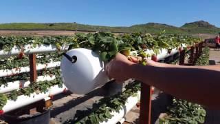 Tanaka Farms Hydroponic Grown Strawberries