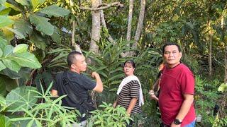 Melihat Kebun Di Belakang Rumah Dan Terus mencari Buluh untuk Masak Perkasam Babi Hutan Pansuh