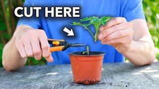 This Will Change the Way You Grow Tomatoes...
