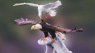 35 Most Epic Bird Battles Recorded On Camera!