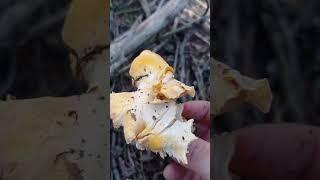 Cantharellus cibarius  Rebozuelo, Cabrilla, Ziza hori, Saltsa perretxico, Rossinyol, Cantarela.