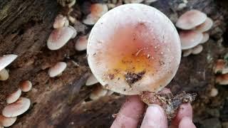 Brick Tops, SulfurTuft  or Hypholoma capnoides. 砖盖菌，黄韧伞，还是褐韧伞？