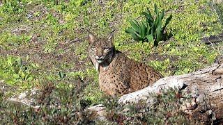 Wildlife documentary,Lynx pardinus,Iberian Lynx,saved from extinction,Andújar,Spain - 4K