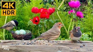 Cat TV for Cats to Watch  Easter Eggs, Spring Birds, Cute Rabbits  8 Hours(4K HDR)