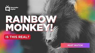 Rainbow Monkey Madness! The MOST Colorful Primate on Earth?