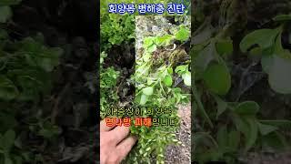 회양목 병해충  #gardening #boxwood #moth