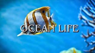 Beautiful images of Ocean life (4K UHD) With Music and beautiful images to relax