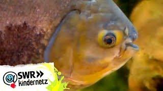 Piranhas bei OLIs Wilde Welt | SWR Kindernetz