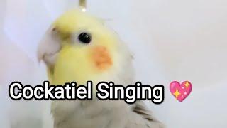 Cockatiel Singing Dancing 