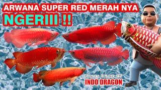 Arwana Super Rednya Ngeri ngeri !!