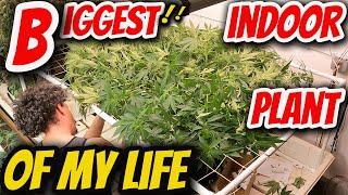 GROWING THE BIGGEST INDOOR WEED PLANT OF MY LIFE with MARSHYDRO FC-E 1000w grow light