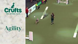 Agility  - Medium and Intermediate/Large Novice ABC Final part 3 (Agility) | Crufts 2024