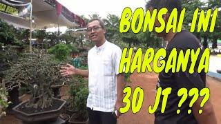 Teknik dan Cara Membuat Bonsai part 2