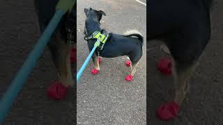 Our Review for Pawz Rubber Dog Boots