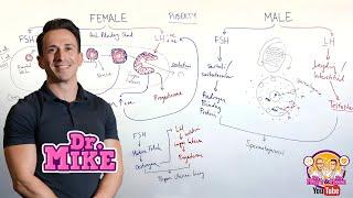 Follicle Stimulating Hormone (FSH) and Luteinizing Hormone (LH)