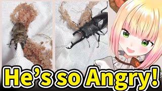 Nene puts her finger and get stabbed by her cool stag beetles【Hololive/Eng sub】