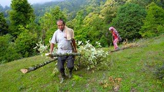 Jungle man Taking tree branches for chayote @junglefamilycooking