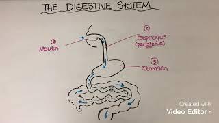 Digestive organs