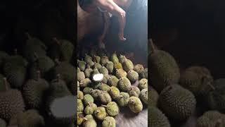 Ngumpulin durian warga