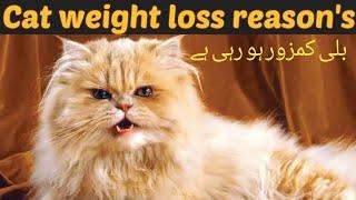 What causes a cat to lose weight? / my cat is losing weight but still eating / Dr.hira saeed