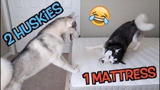 2 Siberian Huskies React To A Brand New Bed In Their House!