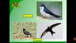 Родиноведение 2 кл.Весна в нашем краю.Сш Оморбек датка.Мамаджанова Д.Х