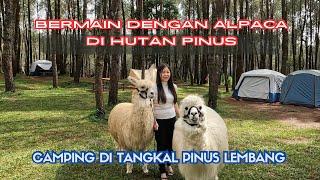 CAMPING DI TENGAH HUTAN PINUS BERSAMA ALPACA | TANGKAL PINUS LEMBANG