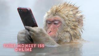 Funny Monkeys  Stealing Things - monkey funny moments !!! - Try-not-to-laugh challenge  -