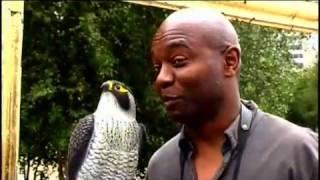 The Urban Birder - Peregrinations at the Tate Modern, London 2008