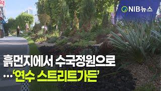 [NIB 뉴스] 흙먼지에서 수국정원으로…‘연수 스트리트가든’