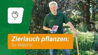 Zierlauch pflanzen: Im September ist Zeit!