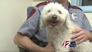 Dog survives ride wedged to car grill