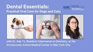 Dental Essentials: Practical Oral Care for Dogs and Cats