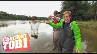 Der Frische-Fische-Fischen-Check | Reportage für Kinder | Checker Tobi